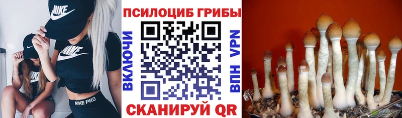 Купить закладки  Дорогобуж  Псилоцибиновые грибы мицелий 